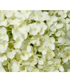 Schneeball-Hortensie 'Strong Annabelle®' -Wurzel Herz Verkaufsgeschäft 7223886 WE DE 001 HortensieHydrangeaStrongAnabelle Pixabay