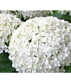 Schneeball-Hortensie 'Strong Annabelle®' -Wurzel Herz Verkaufsgeschäft 7223886 WE DE 002 HortensieHydrangeaStrongAnabelle Pixabay