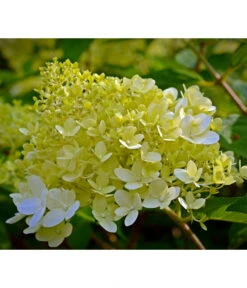 Rispen-Hortensie 'Little Lime®' 7 Rispen-Hortensie 'Little Lime®' -Wurzel Herz Verkaufsgeschäft 7224686 WE DE 001 HydrangeaPaniculataRispenhortensieLittleLimePixabay