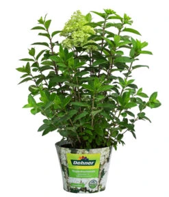 Rispen-Hortensie 'Little Lime®' 5 Rispen-Hortensie 'Little Lime®' -Wurzel Herz Verkaufsgeschäft 7224686 WE FS 002 HydrangeaPaniculataLittleLimeZwergRispenhortensie5L