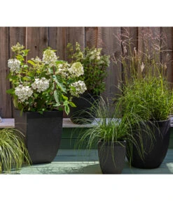 Rotstielige Rispen-Hortensie -Wurzel Herz Verkaufsgeschäft 7225089 WE MO 002 Hortensien GC11 2020