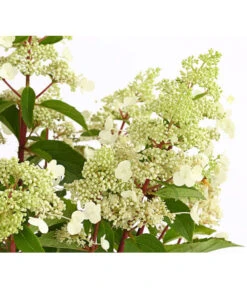 Rotstielige Rispen-Hortensie -Wurzel Herz Verkaufsgeschäft 7225550 PR DE 001 HortensieHydrangeaComtesseBlanche5LDehnerExpressHerzig
