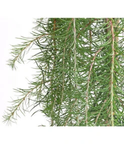 Japanische Hänge-Lärche 'Stiff Weeper' -Wurzel Herz Verkaufsgeschäft 7261605 WE DE 001 LarixLaercheStiffWeeper60Stamm5LDehnerExpressHerzig