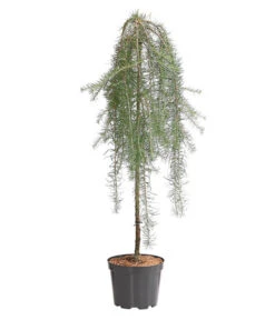 Japanische Hänge-Lärche 'Stiff Weeper'