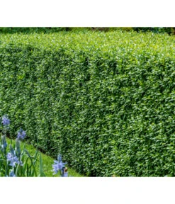 Wurzel Herz Verkaufsgeschäft -Wurzel Herz Verkaufsgeschäft 7266174 WE MO 001 Liguster 1