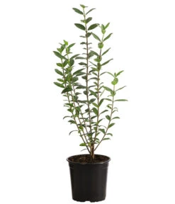 2-3 Meter Liguster, 10 X Ca. 30-35 Cm -Wurzel Herz Verkaufsgeschäft 7266513 PR FS 003 LigustrumAtrovirens1MeterDehnerExpressHerzig