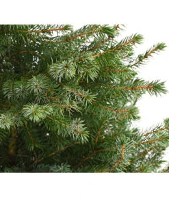 Serbische Fichte, Ca. 70-80 Cm, Im Topf Gewachsen -Wurzel Herz Verkaufsgeschäft 7315864 WE DE 001 PiceaOmorikaSerbischeFichteContainer4LiterDehnerExpressHerzig