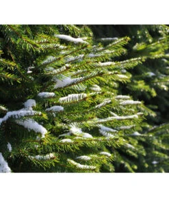 Serbische Fichte, Ca. 70-80 Cm, Im Topf Gewachsen -Wurzel Herz Verkaufsgeschäft 7315864 WE MO 001 PiceaOmorika Pixabay