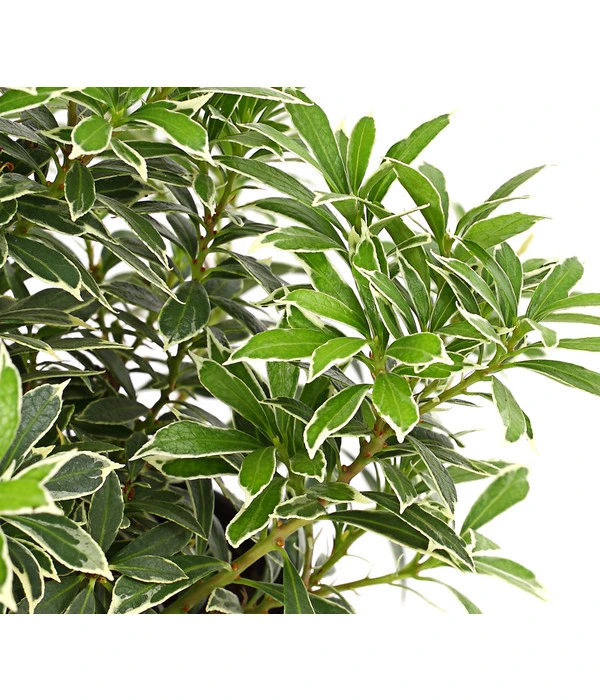 Dehner Schattenglöckchen, Japanische Lavendelheide 'Little Heath' 1 Dehner Schattenglöckchen, Japanische Lavendelheide 'Little Heath'