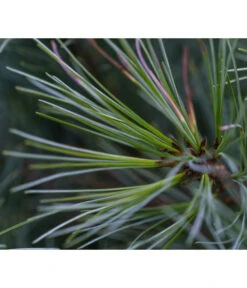 Dehner Weymouths-Kiefer 'Blue Shag' 6 Dehner Weymouths-Kiefer 'Blue Shag' -Wurzel Herz Verkaufsgeschäft 7340052 PR DE 001 PinusStrobusBlueShagRet