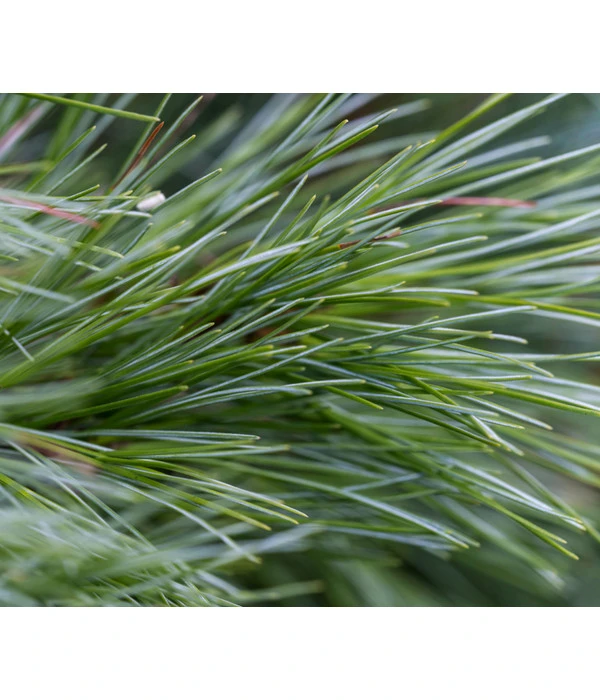 Dehner Weymouths-Kiefer 'Blue Shag' 4 Dehner Weymouths-Kiefer 'Blue Shag' – Bild 4