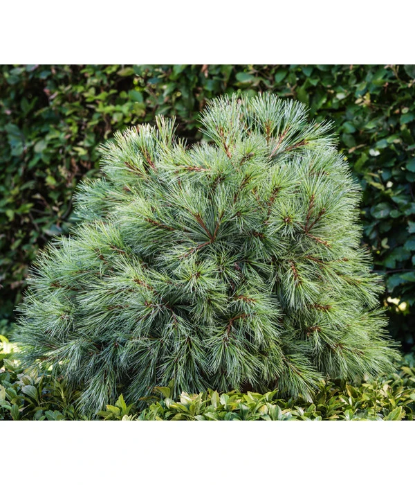 Dehner Weymouths-Kiefer 'Blue Shag' 2 Dehner Weymouths-Kiefer 'Blue Shag' – Bild 2