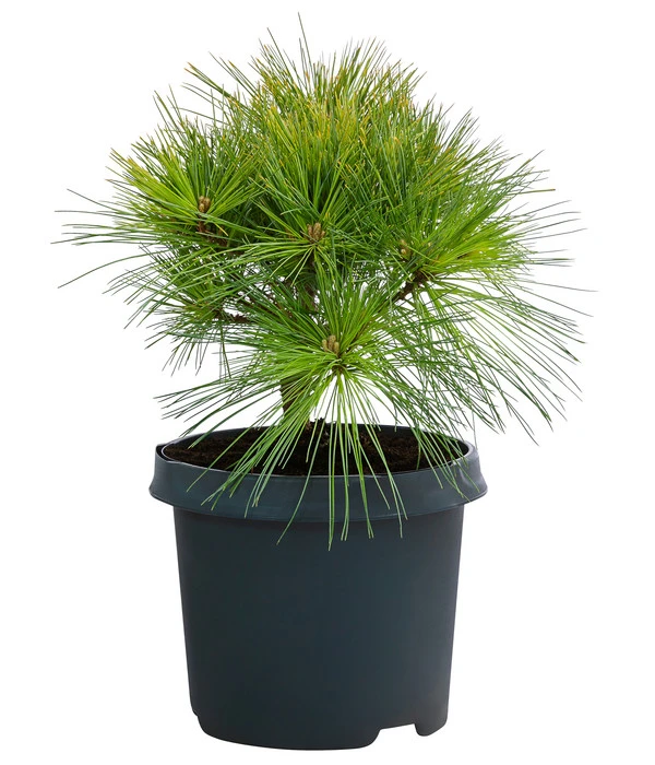 Dehner Weymouths-Kiefer 'Blue Shag' 1 Dehner Weymouths-Kiefer 'Blue Shag'