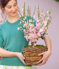 Mandelbäumchen -Wurzel Herz Verkaufsgeschäft 7372048 WE MO 001 Mandelbaeumchen