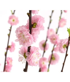 Mandelbäumchen -Wurzel Herz Verkaufsgeschäft 7372113 WE DE 001 PrunusZierkirscheTrilobaStamm7LDehnerExpressHerzig