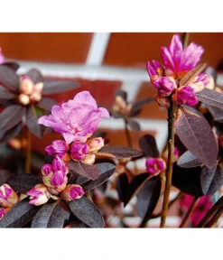 Rhododendron 'P. J. Mezitt' -Wurzel Herz Verkaufsgeschäft 7426638 BildD 001 RhododendronPJMezittRhodPJMezitt