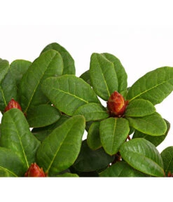 Zwerg-Rhododendron -Wurzel Herz Verkaufsgeschäft 7451198 WE DE 001 ZwergrhododendronInRotenSorten11CDehnerExpressHerzig