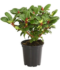 Zwerg-Rhododendron -Wurzel Herz Verkaufsgeschäft 7451198 WE FS 001 ZwergrhododendronInRotenSorten11CDehnerExpressHerzig