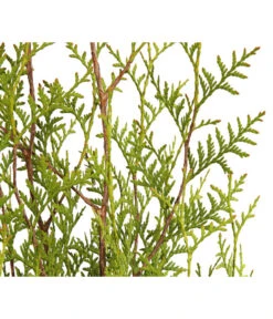 13 Meter Lebensbaum 'Brabant', 40 X Ca. 100-125 Cm 5 13 Meter Lebensbaum 'Brabant', 40 X Ca. 100-125 Cm -Wurzel Herz Verkaufsgeschäft 7511009 WE DE 001 LebensbaumThujaOccidentalisBrabant3L 1