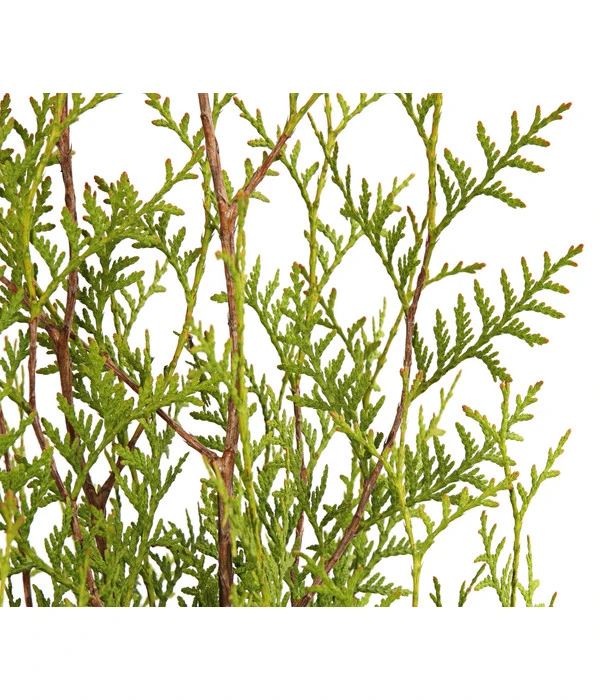 13 Meter Lebensbaum 'Brabant', 40 X Ca. 100-125 Cm 3 13 Meter Lebensbaum 'Brabant', 40 X Ca. 100-125 Cm – Bild 3