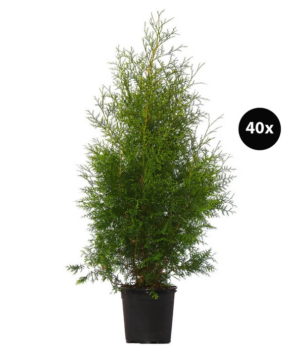 13 Meter Lebensbaum 'Brabant', 40 X Ca. 100-125 Cm 1 13 Meter Lebensbaum 'Brabant', 40 X Ca. 100-125 Cm