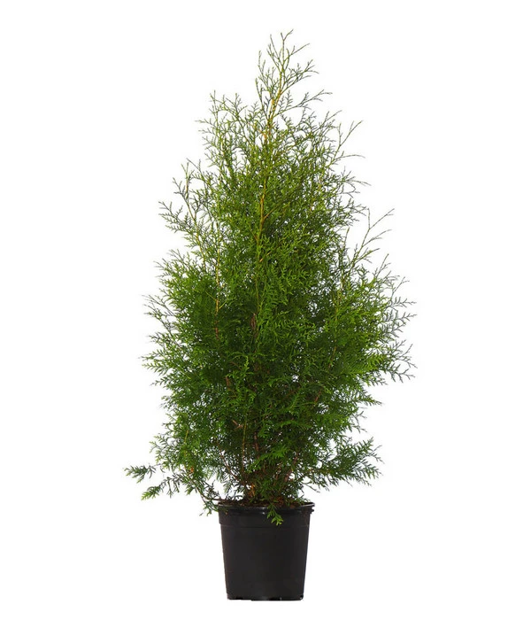 13 Meter Lebensbaum 'Brabant', 40 X Ca. 100-125 Cm 2 13 Meter Lebensbaum 'Brabant', 40 X Ca. 100-125 Cm – Bild 2