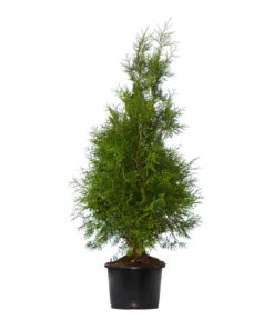 3 Meter Lebensbaum 'Brabant', 6 X Ca. 125-150 Cm -Wurzel Herz Verkaufsgeschäft 7512684 WE FS 002 LebensbaumBrabantThujaOccidentalis3Meter