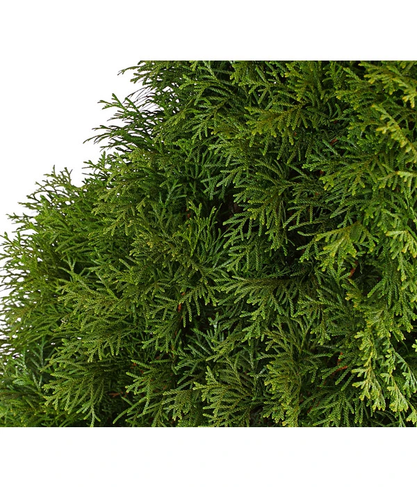 31 Meter Lebensbaum 'Smaragd', 125 X Ca. 40-60 Cm 5 31 Meter Lebensbaum 'Smaragd', 125 X Ca. 40-60 Cm – Bild 5