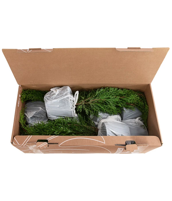 1 Meter Lebensbaum 'Smaragd', 4 X Ca. 60-70 Cm 3 1 Meter Lebensbaum 'Smaragd', 4 X Ca. 60-70 Cm – Bild 3