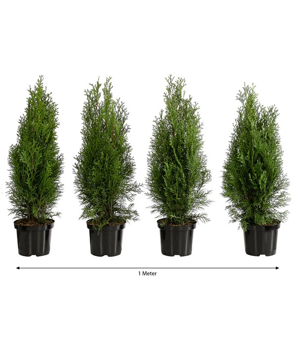 1 Meter Lebensbaum 'Smaragd', 4 X Ca. 60-70 Cm 1 1 Meter Lebensbaum 'Smaragd', 4 X Ca. 60-70 Cm