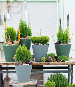 Trommelschlägel 'Golf Beauty' -Wurzel Herz Verkaufsgeschäft 7517402 WE MO 001 Koniferen