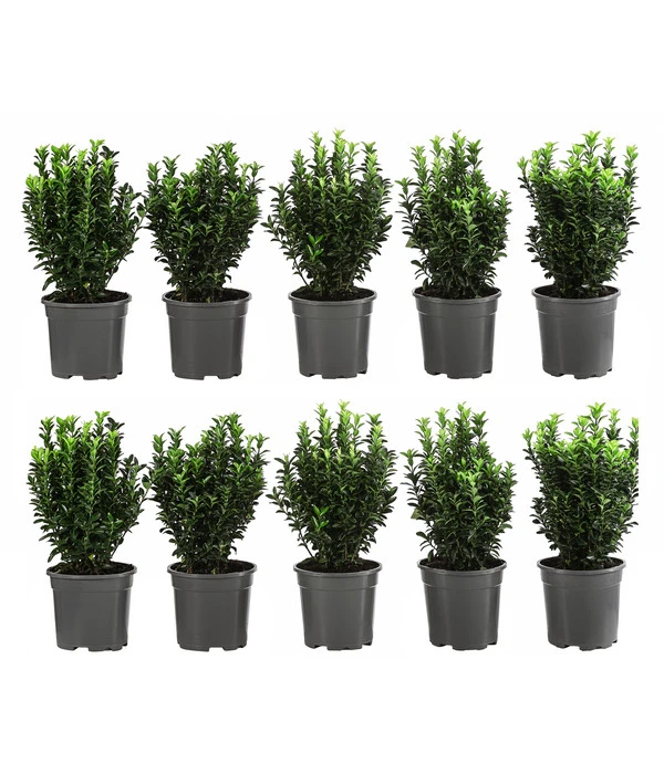 2 Meter Säulen-Spindelstrauch 'Green Rocket', 10 X Ca. 25 Cm 1 2 Meter Säulen-Spindelstrauch 'Green Rocket', 10 X Ca. 25 Cm