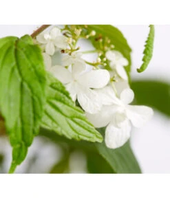 Japanischer Etagen-Schneeball 'Mariesii' -Wurzel Herz Verkaufsgeschäft 7537194 WE DE 001 ViburnumPlicatumMariesiiSchneeball4LDehnerExpressZS