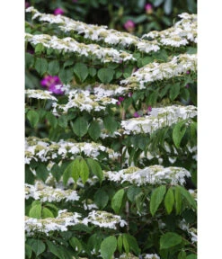 Japanischer Etagen-Schneeball 'Mariesii' -Wurzel Herz Verkaufsgeschäft 7537236 PR DE 001 ViburnumPlicatumMariesiischneeball