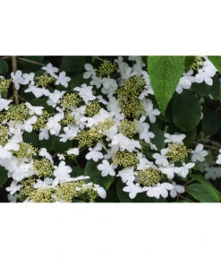 Japanischer Etagen-Schneeball 'Mariesii' -Wurzel Herz Verkaufsgeschäft 7537236 PR DE 002 ViburnumPlicatumMariesiiSchneeball