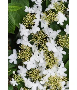 Japanischer Etagen-Schneeball 'Mariesii' -Wurzel Herz Verkaufsgeschäft 7537236 PR DE 003 ViburnumPlicatumMariesiiSchneeball