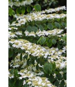 Japanischer Etagen-Schneeball 'Mariesii' -Wurzel Herz Verkaufsgeschäft 7537236 PR DE 006 ViburnumPlicatumMariesiiSchneeball