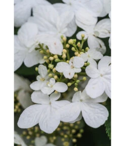 Japanischer Etagen-Schneeball 'Mariesii' -Wurzel Herz Verkaufsgeschäft 7537236 PR DE 007 ViburnumPlicatumMariesiiSchneeball