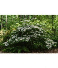 Japanischer Etagen-Schneeball 'Mariesii' -Wurzel Herz Verkaufsgeschäft 7537236 PR MO 001 ViburnumPlicatumMariesiiSchneeball