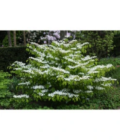 Japanischer Etagen-Schneeball 'Mariesii' -Wurzel Herz Verkaufsgeschäft 7537236 PR MO 002 ViburnumPlicatumMariesiiSchneeball