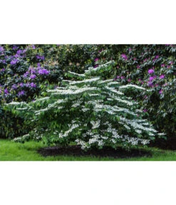 Japanischer Etagen-Schneeball 'Mariesii' -Wurzel Herz Verkaufsgeschäft 7537236 PR MO 003 ViburnumPlicatumMariesiiSchneeball