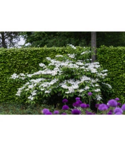 Japanischer Etagen-Schneeball 'Mariesii' -Wurzel Herz Verkaufsgeschäft 7537236 PR MO 005 ViburnumPlicatumMariesiiSchneeball