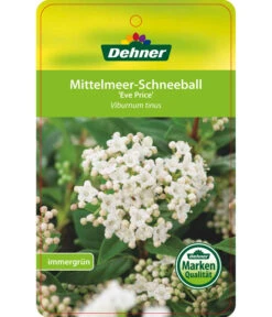 Mittelmeer-Schneeball, Stämmchen -Wurzel Herz Verkaufsgeschäft 7539406 Mittelmeer SchneeballEvePrice Etikett 1