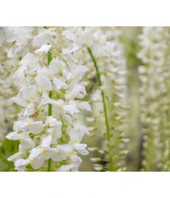 Chinesischer Blauregen 5 Chinesischer Blauregen -Wurzel Herz Verkaufsgeschäft 7542905 PR DE 001 WisteriaBlauregenWeissPixabay