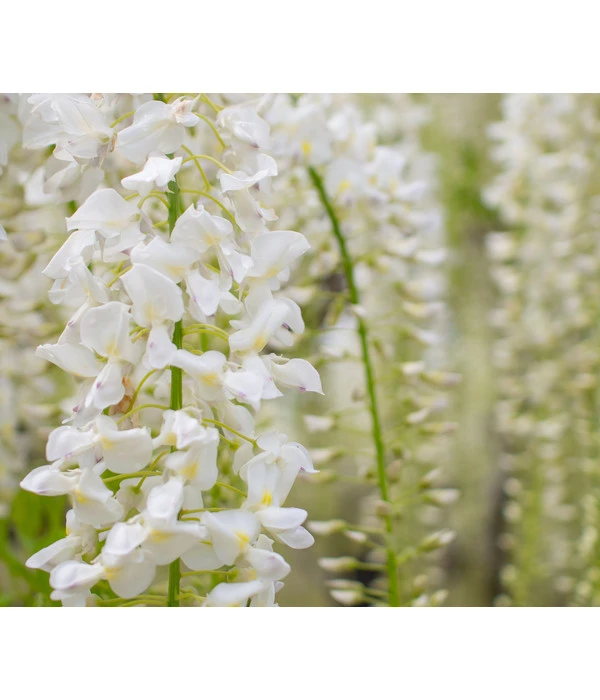 Chinesischer Blauregen 3 Chinesischer Blauregen – Bild 3