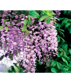 Chinesischer Blauregen - Wisterie, Rosa -Wurzel Herz Verkaufsgeschäft 7543390 BildD 001 ChinesischerBlauregenGlyzineWistSinRosa