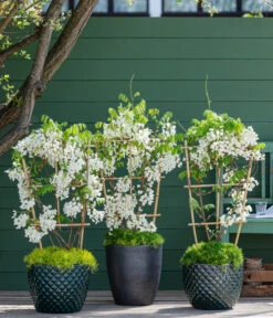 Chinesischer Blauregen 4 Chinesischer Blauregen -Wurzel Herz Verkaufsgeschäft 7544166 WE MO 001 WisteriaWeiss