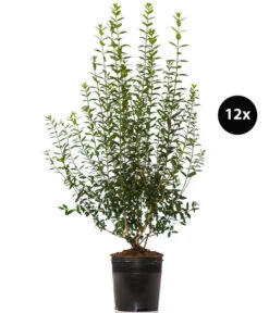 6 Meter Gemeiner Liguster, 12 X Ca. 150-175 Cm