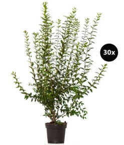 Wurzel Herz Verkaufsgeschäft 30 10 Meter Wintergrüner Liguster 'Atrovirens', 30 X Ca. 100-150 Cm