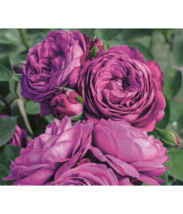 Zwergrose 'Heidi Klum®, Stämmchen 1 Zwergrose 'Heidi Klum®, Stämmchen